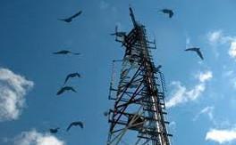 Should you worry about cellphone radiation?